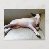 Engelse bull Terrier Briefkaart (Voorkant)
