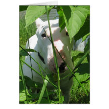 Engelse bull Terrier die door de bladeren stroomt