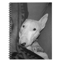 Engelse Bull Terrier Weggekropen Onder een Dek -ZW