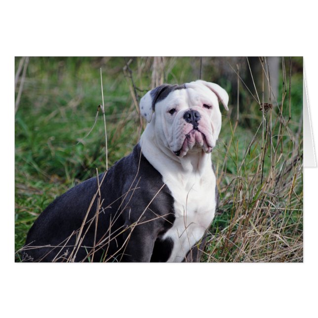 Engelse Bulldog (Voorkant Horizontaal)