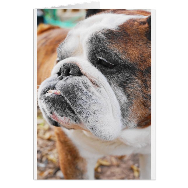 Engelse Bulldog (Voorkant)