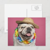 Engelse Bulldog (18 maanden oud) met stro Briefkaart (Voorkant / Achterkant)