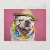 Engelse Bulldog (18 maanden oud) met stro Briefkaart (Voorkant)
