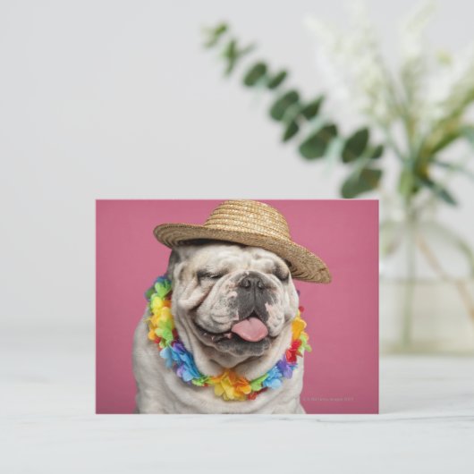 Engelse Bulldog (18 maanden oud) met stro Briefkaart (Staand voorkant)