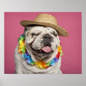 Engelse Bulldog (18 maanden oud) met stro Poster (Voorkant)