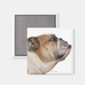 Engelse Bulldog (6 jaar oud) Magneet (Voorkant / Achterkant)