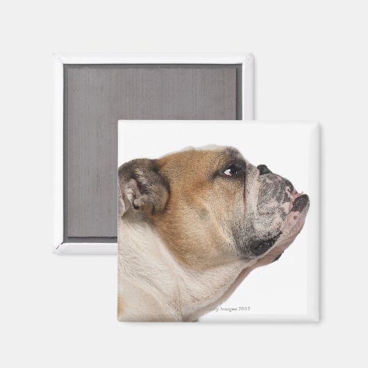 Engelse Bulldog (6 jaar oud) Magneet (Voorkant / Achterkant)