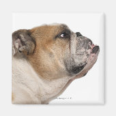 Engelse Bulldog (6 jaar oud) Magneet (Voorkant)