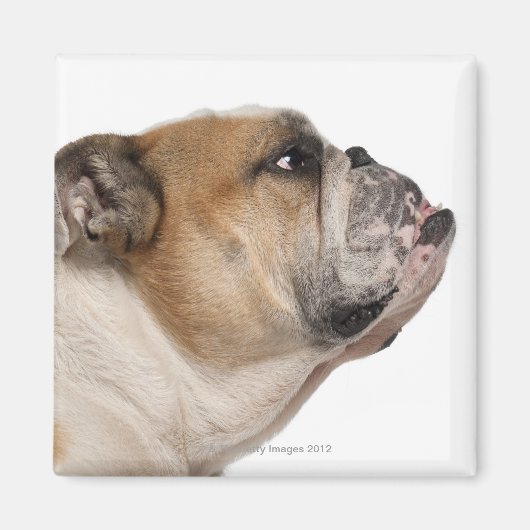 Engelse Bulldog (6 jaar oud) Magneet (Voorkant)