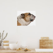 Engelse Bulldog (6 jaar oud) Poster (Keuken)