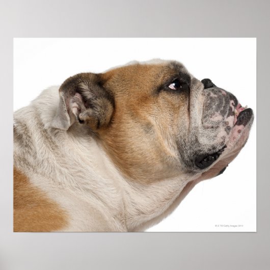 Engelse Bulldog (6 jaar oud) Poster (Voorkant)