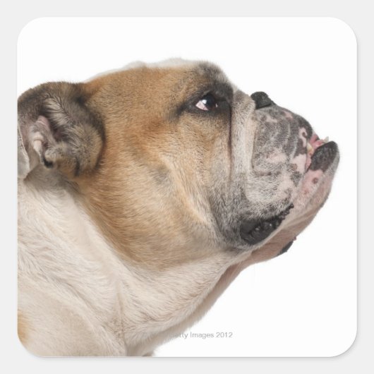 Engelse Bulldog (6 jaar oud) Vierkante Sticker (Voorkant)