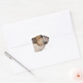 Engelse Bulldog (6 jaar oud) Vierkante Sticker (Envelop)