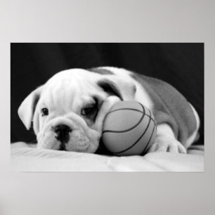 Engelse bulldog Basketball Puppy Poster