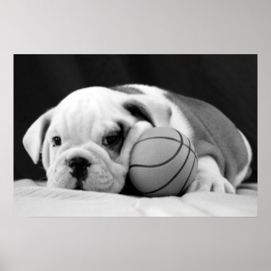 Engelse bulldog Basketball Puppy Poster (Voorkant)