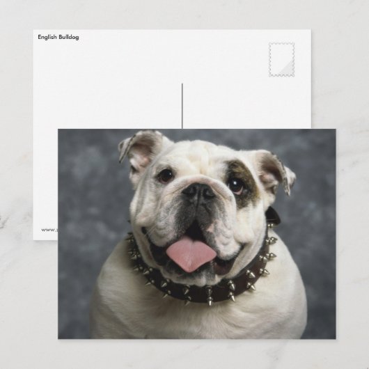 Engelse Bulldog Briefkaart (Voorkant / Achterkant)