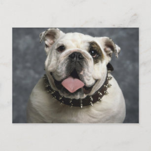 Engelse Bulldog Briefkaart