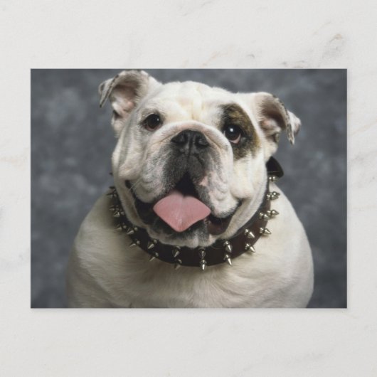 Engelse Bulldog Briefkaart (Voorkant)