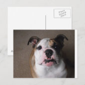Engelse Bulldog Briefkaart (Voorkant / Achterkant)