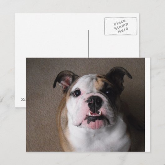 Engelse Bulldog Briefkaart (Voorkant / Achterkant)
