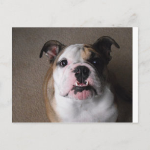 Engelse Bulldog Briefkaart