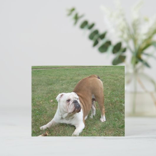 Engelse Bulldog briefkaarten (Staand voorkant)