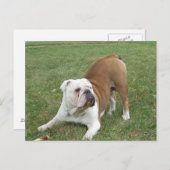 Engelse Bulldog briefkaarten (Voorkant / Achterkant)
