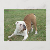 Engelse Bulldog briefkaarten (Voorkant)