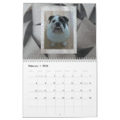Engelse Bulldog Calendar Kalender (Feb 2026)