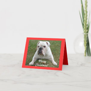 Engelse Bulldog Christmas Kaarten