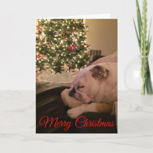 Engelse Bulldog droomt van een Kaart