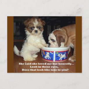 Engelse Bulldog en Shih Tzu Puppy Briefkaart