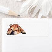 Engelse Bulldog Etiket (Insitu)