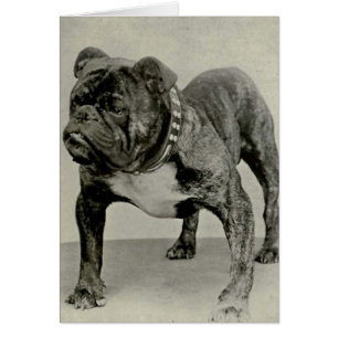  Engelse Bulldog-foto
