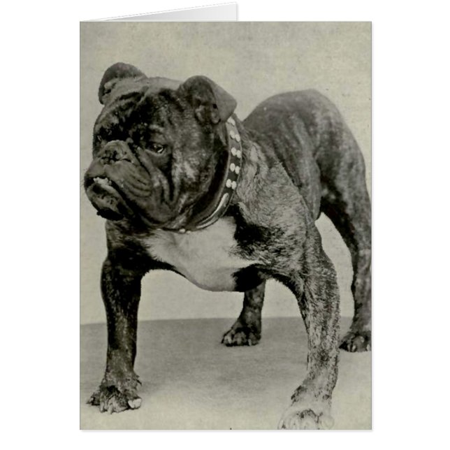  Engelse Bulldog-foto (Voorkant)