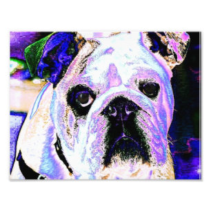 Engelse Bulldog Foto Afdruk