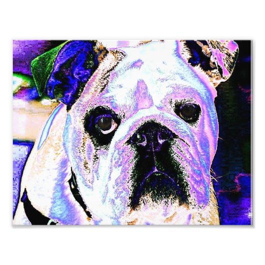 Engelse Bulldog Foto Afdruk (Voorkant)