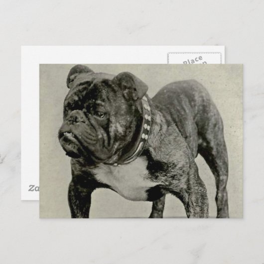  Engelse Bulldog-foto Briefkaart (Voorkant / Achterkant)