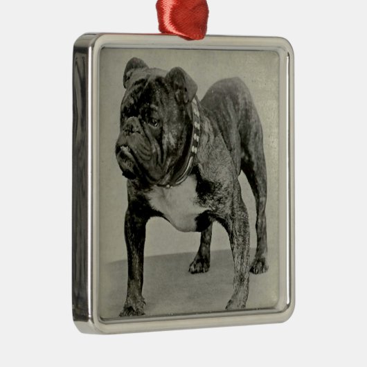  Engelse Bulldog-foto Metalen Ornament (Rechts)