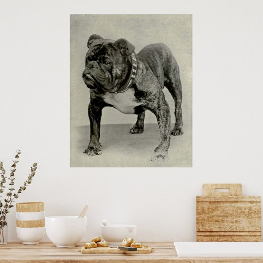 Engelse Bulldog-foto Poster (Keuken)