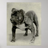 Engelse Bulldog-foto Poster (Voorkant)