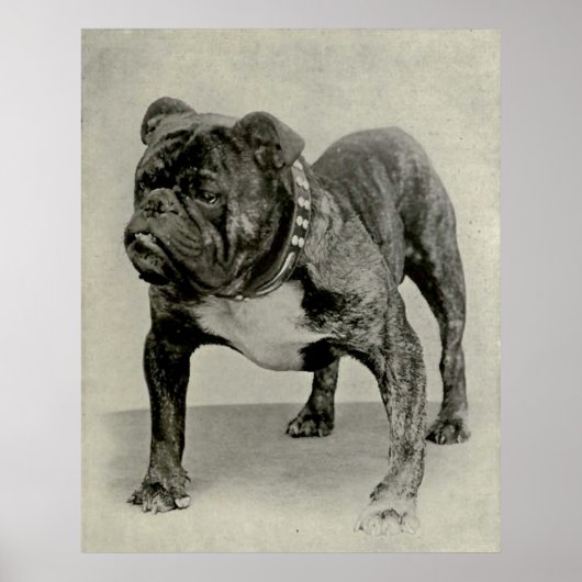  Engelse Bulldog-foto Poster (Voorkant)