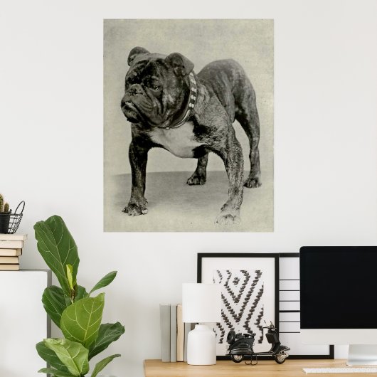  Engelse Bulldog-foto Poster (Thuiskantoor)