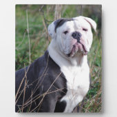 Engelse Bulldog Fotoplaat (Voorkant)