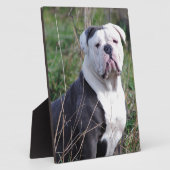Engelse Bulldog Fotoplaat (Zijkant)