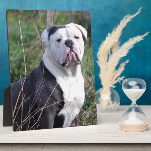 Engelse Bulldog Fotoplaat (Zijkant)