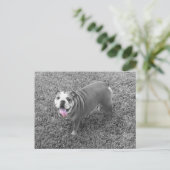 engelse bulldog genaamd Gucci Briefkaart (Staand voorkant)
