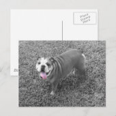engelse bulldog genaamd Gucci Briefkaart (Voorkant / Achterkant)