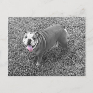 engelse bulldog genaamd Gucci Briefkaart