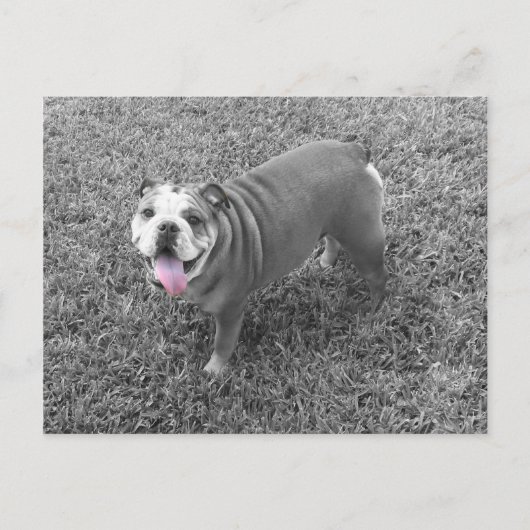 engelse bulldog genaamd Gucci Briefkaart (Voorkant)